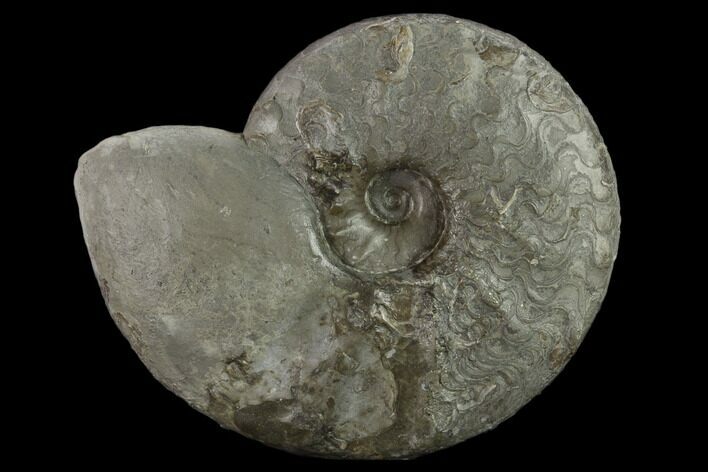 Triassic Ammonite (Ceratites Sublaevigatus) - Germany #131915